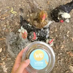 Vers de farine déshydratés
