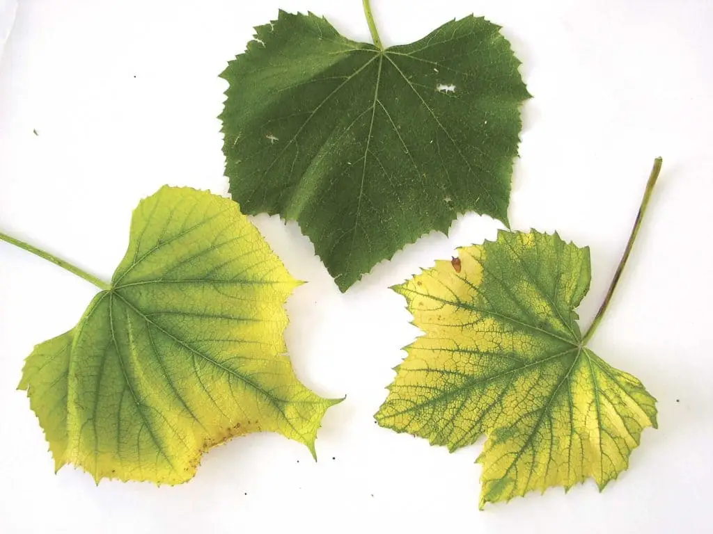 Symptôme de carence en fer ou azote dans une feuille de vignes