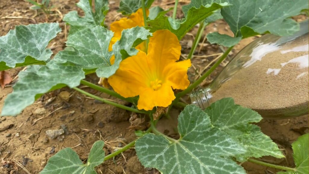 Guano de vers de farine comme amendement naturel pour le sol