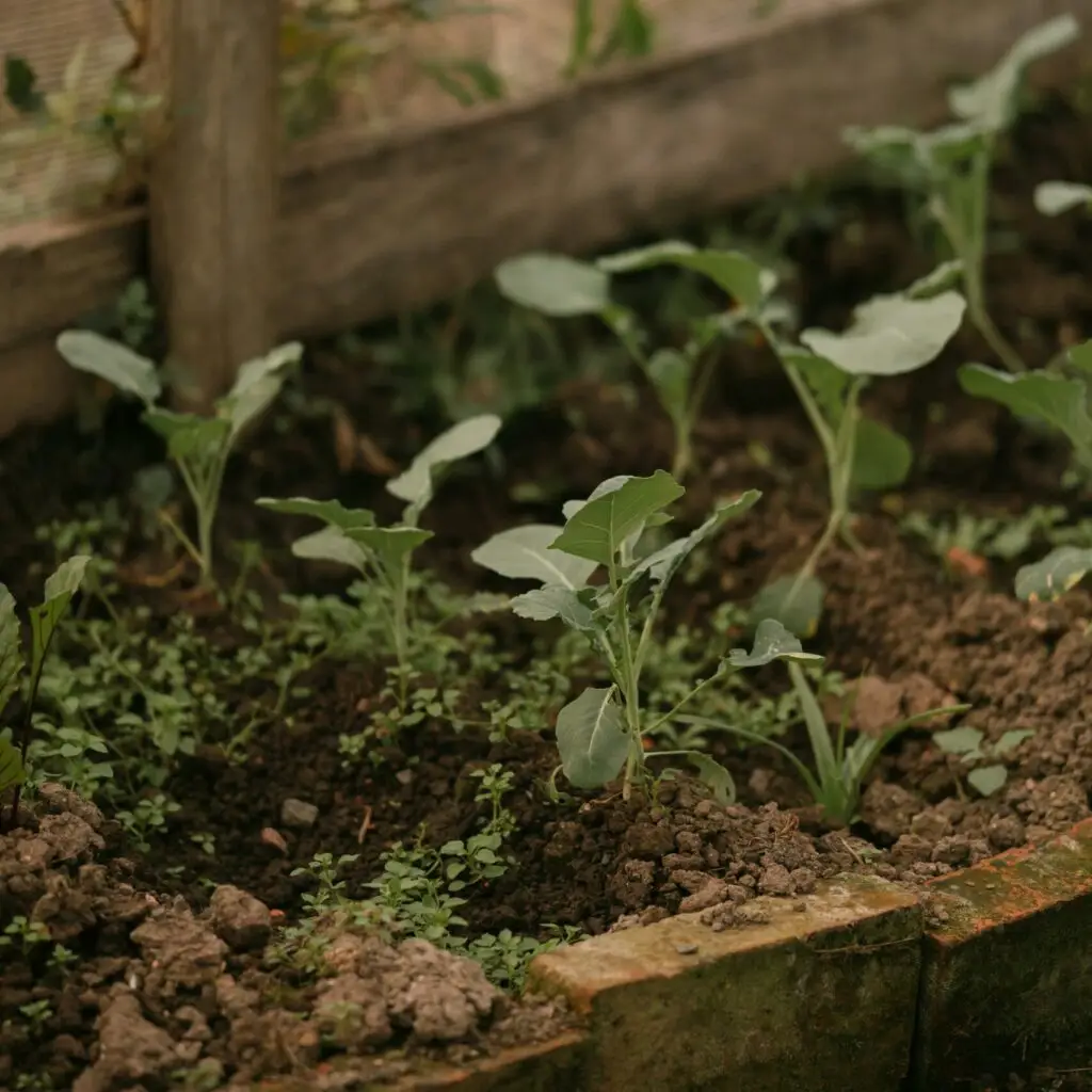 Plants faibles