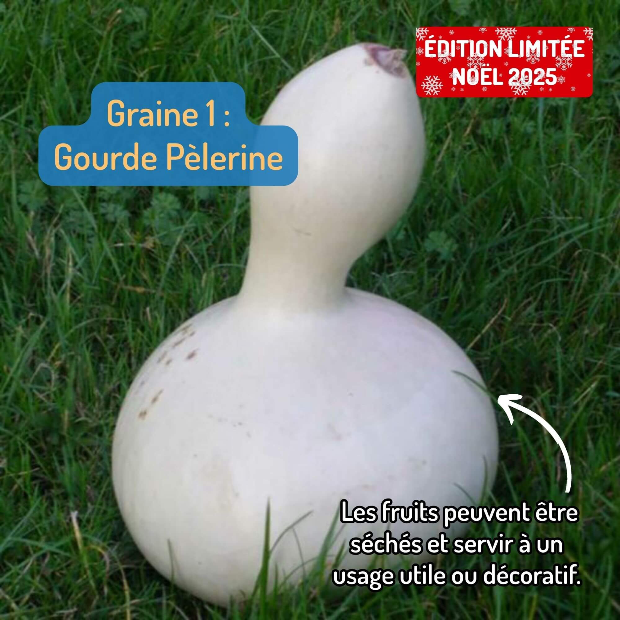 Pack POTAGER “Semis du Sénégal” 🌱 – Image 4